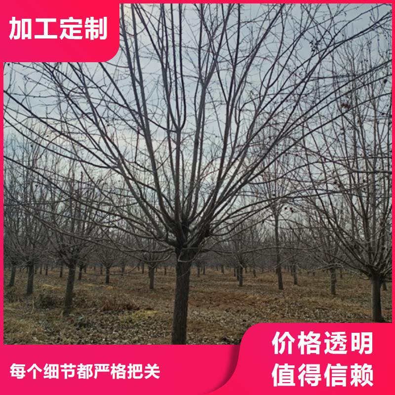 法桐行情厂家订制