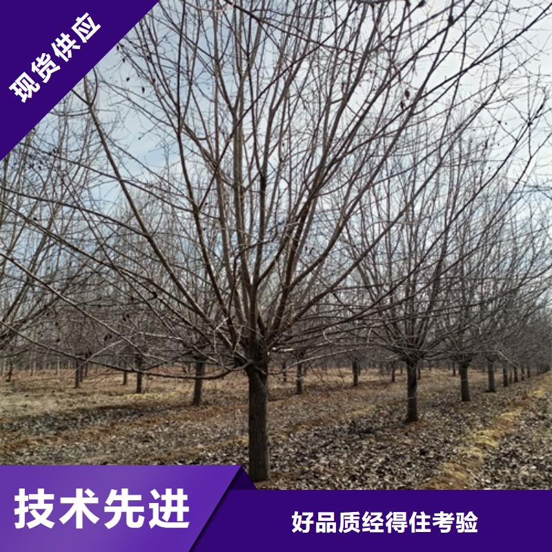速生法桐品质优良