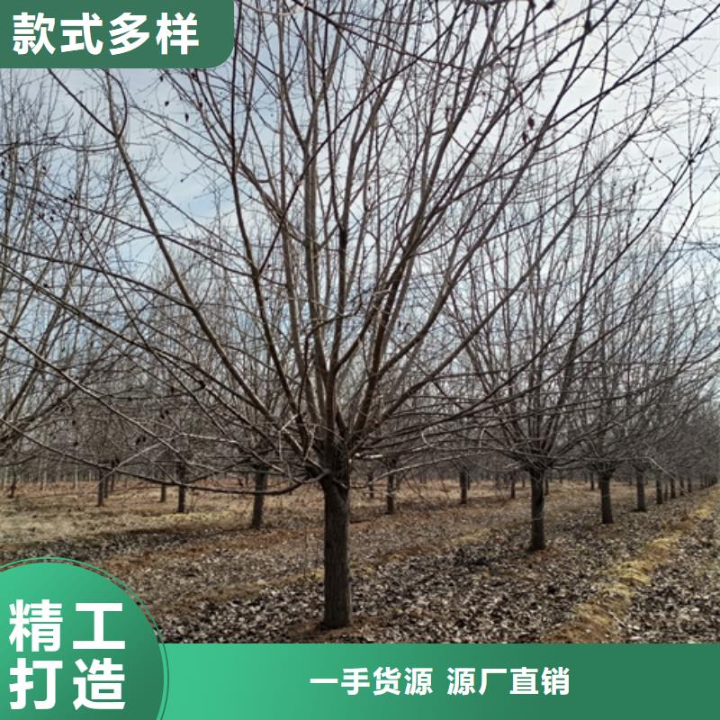 法桐行情厂家订制