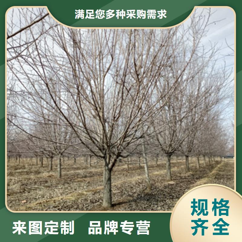 采购法桐必看-可信赖