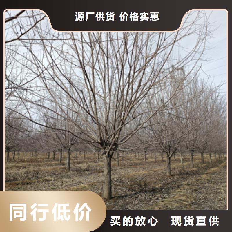 法桐行情厂家订制