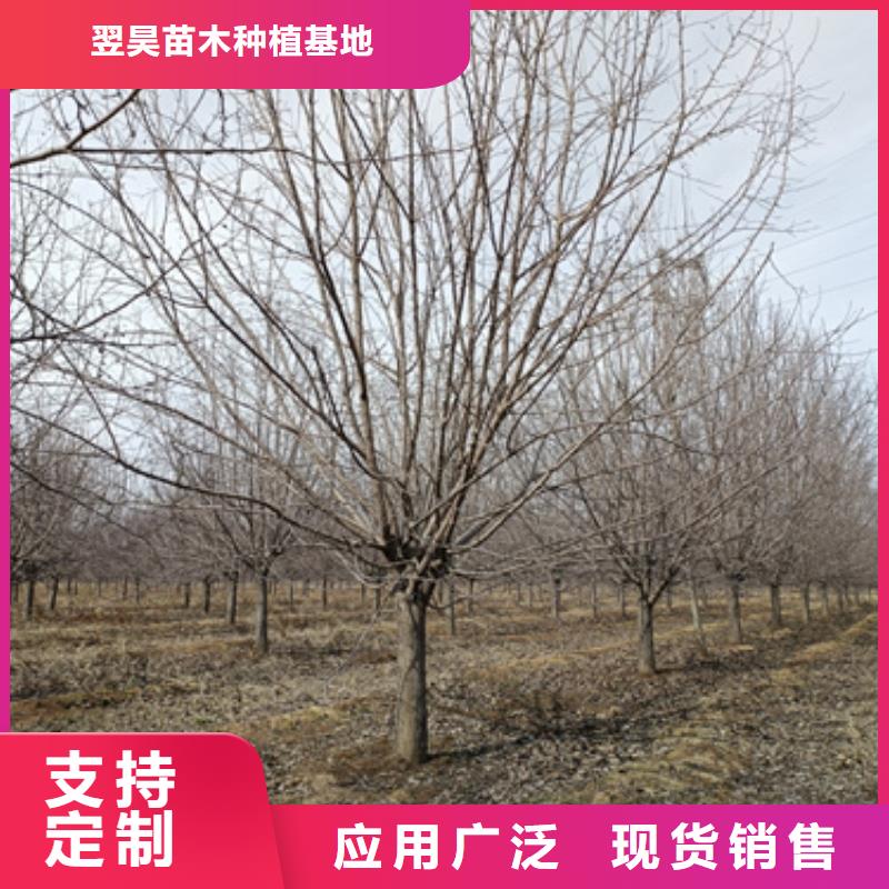速生法桐批发零售-定做