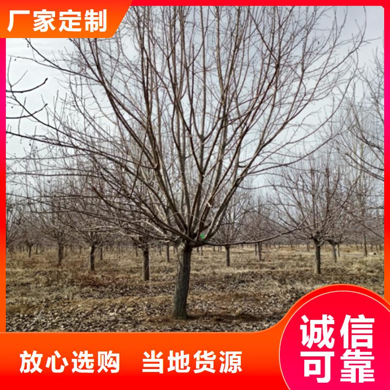 速生法桐批发零售-定做
