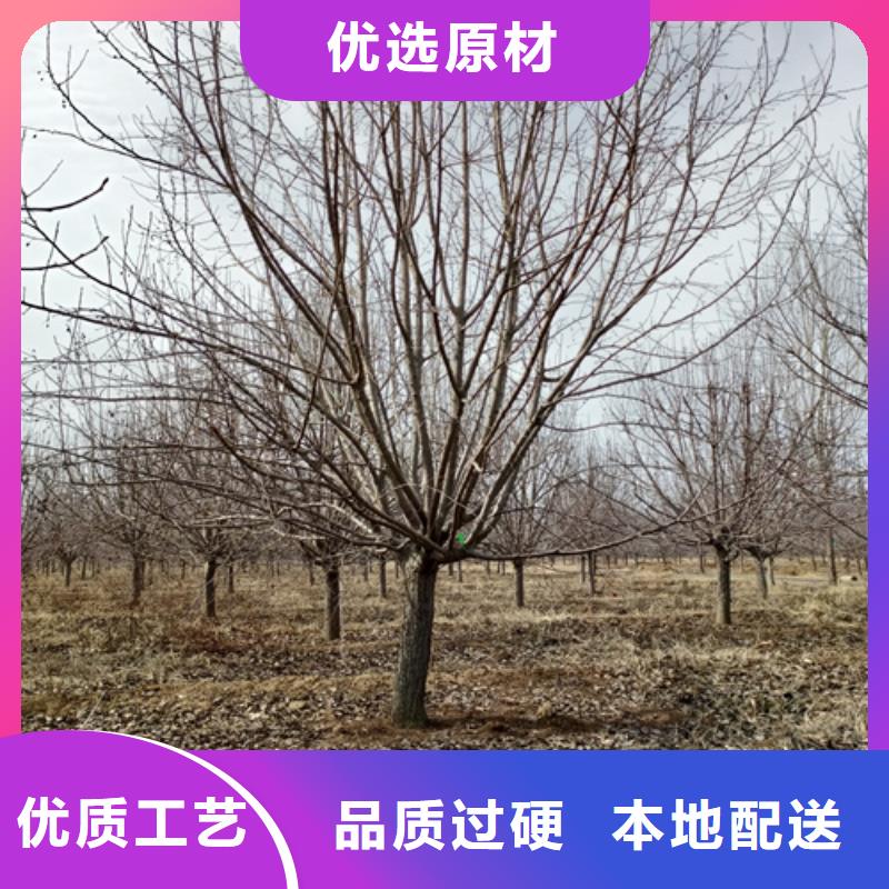 法桐价格放心选择绿化乔木