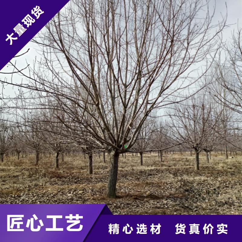 法桐行情厂家订制