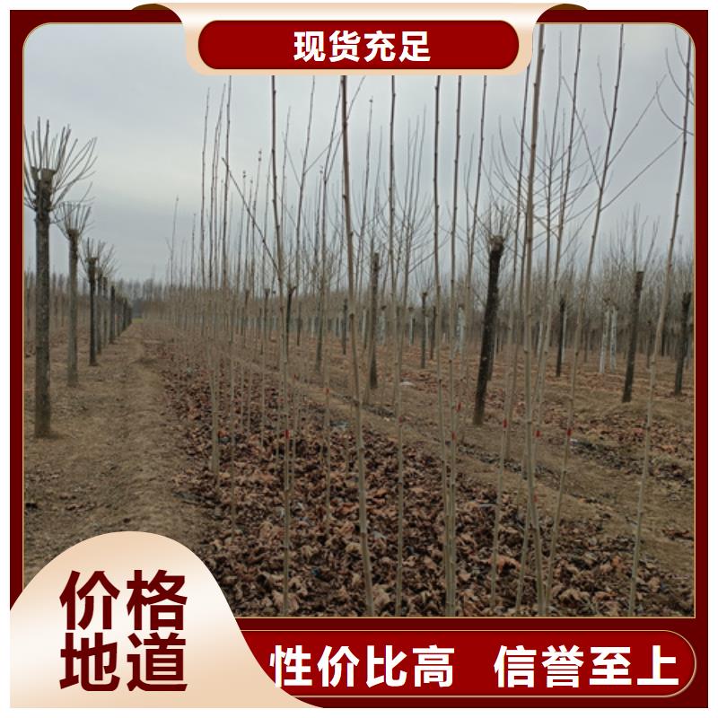 法桐行情厂家订制
