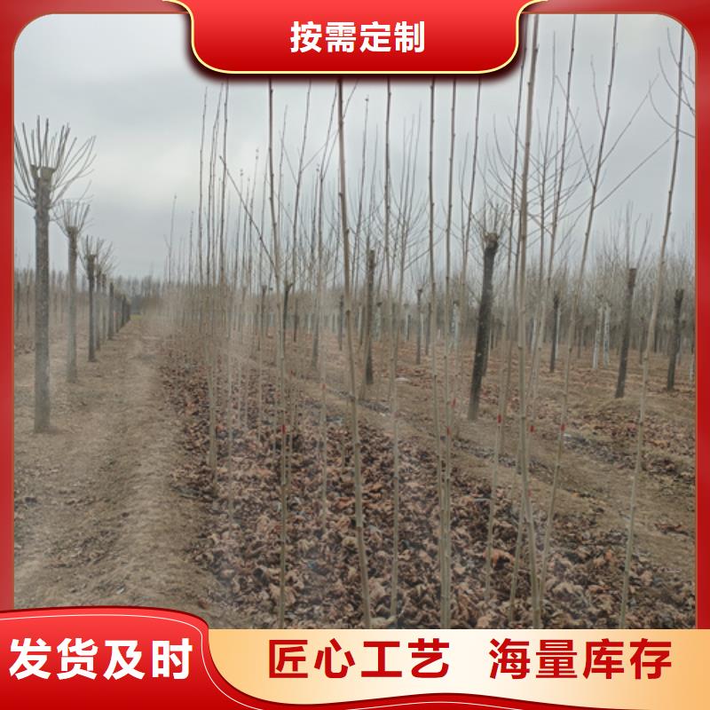 速生法桐批发零售-定做