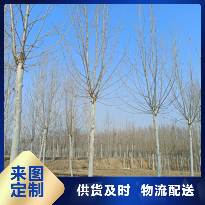 采购法桐必看-可信赖