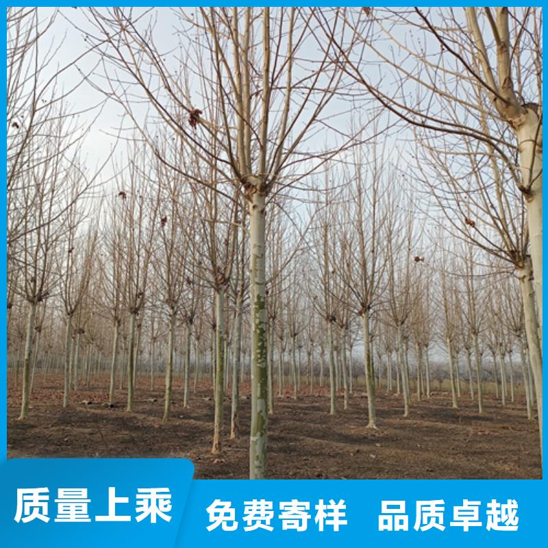 采购法桐必看-可信赖