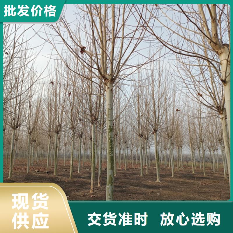 造型法桐厂家供应批发