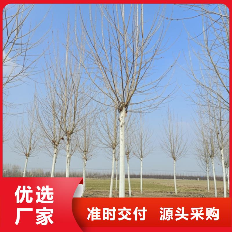 采购法桐必看-可信赖