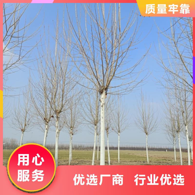 法桐行情厂家订制