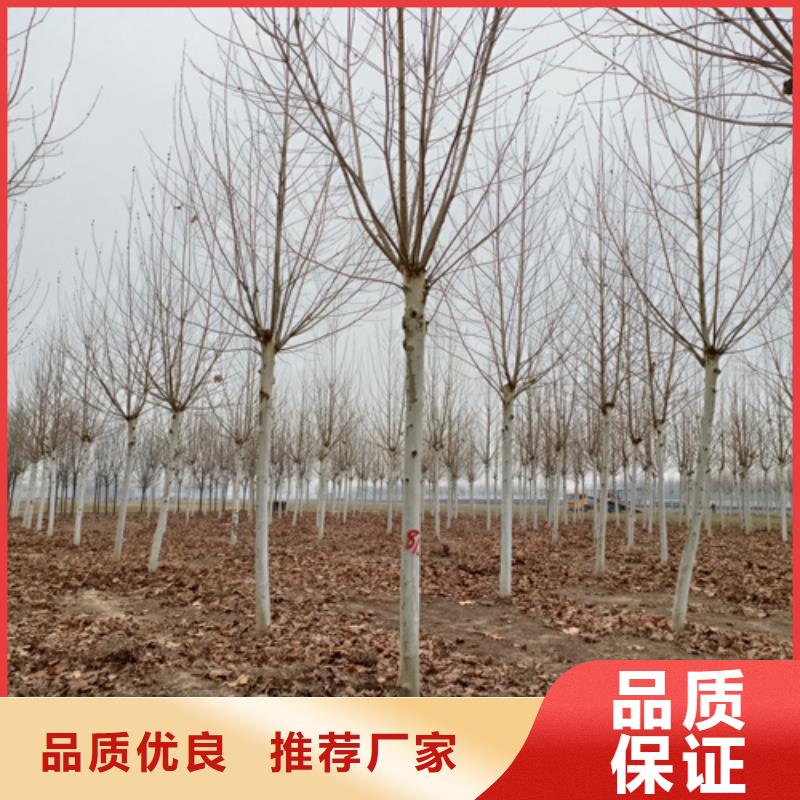速生法桐批发零售-定做
