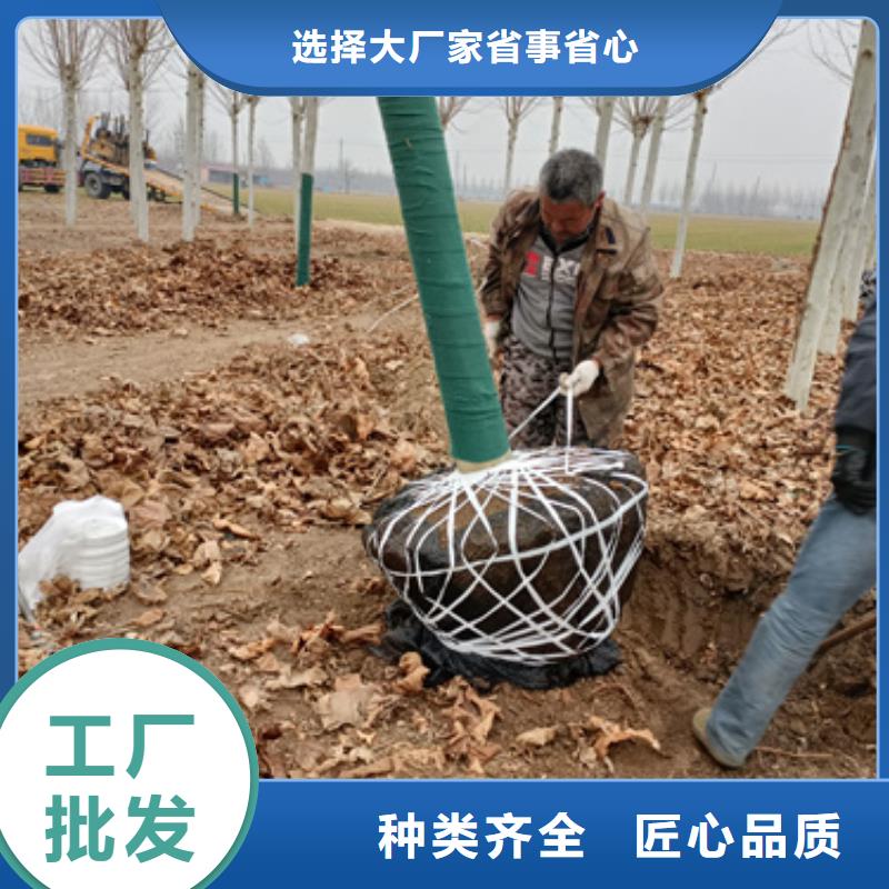 法桐小苗厂家可开票