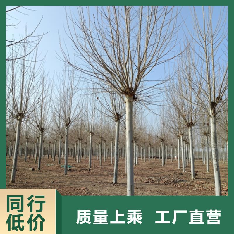法桐行情厂家订制