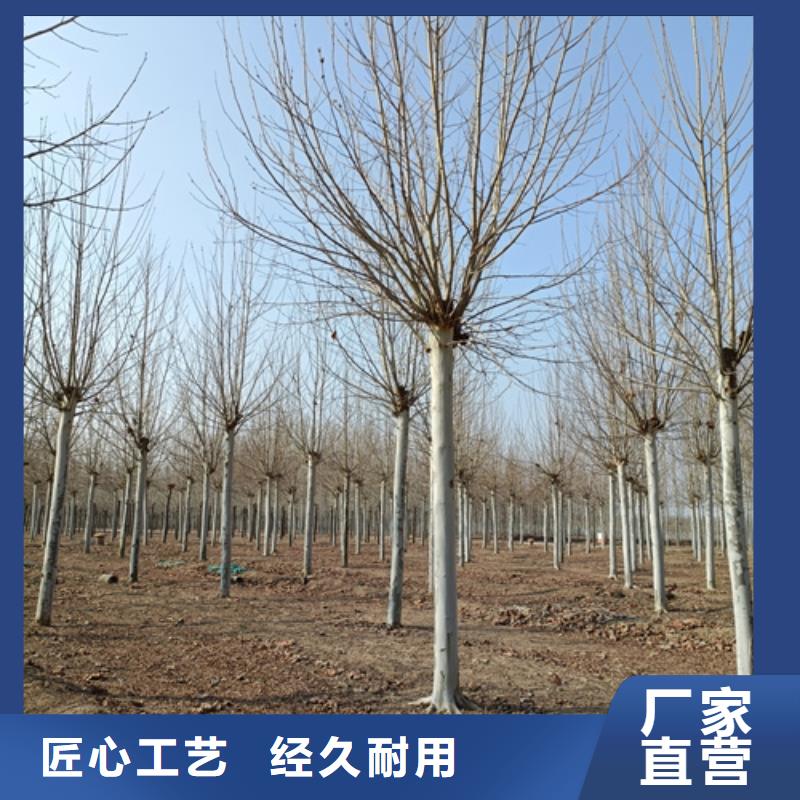 采购法桐必看-可信赖