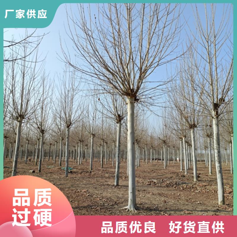 速生法桐批发零售-定做