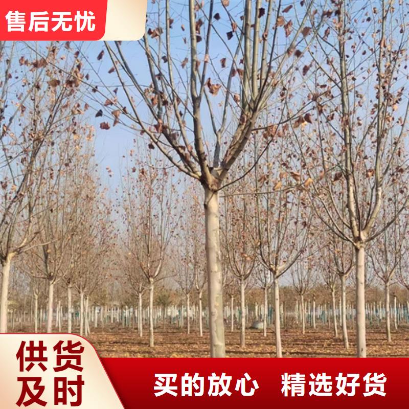 采购法桐必看-可信赖