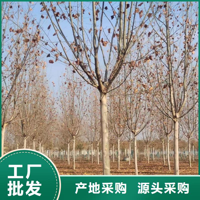 翌昊苗木种植基地速生法桐价格低交货快