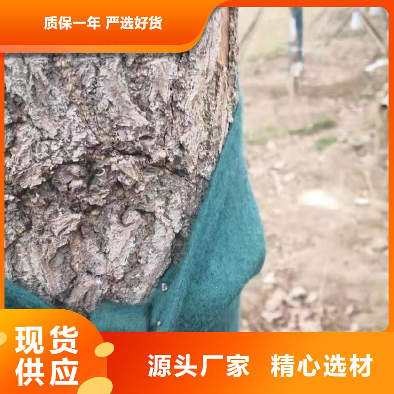 裹树布,双向土工格栅采购