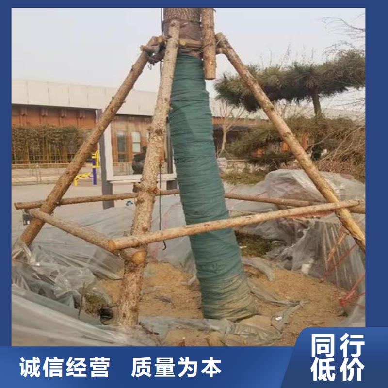 裹树布软式透水管常年供应
