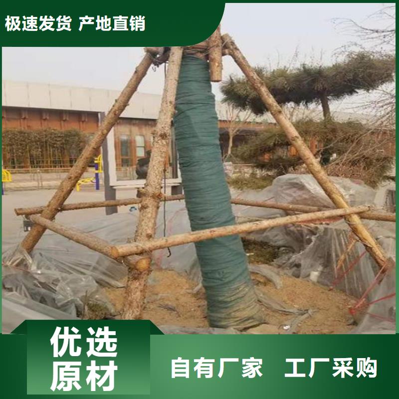 裹树布软式透水管常年供应