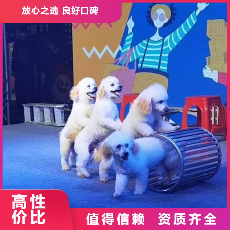 萌宠动物展出租活动庆典