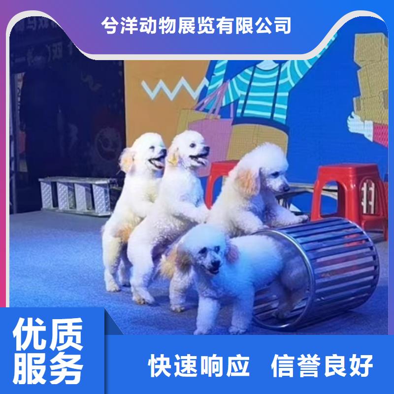 萌宠动物展览正规公司