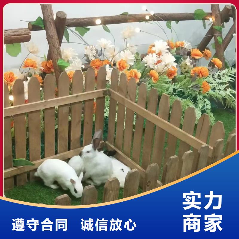 萌宠动物展出租活动庆典