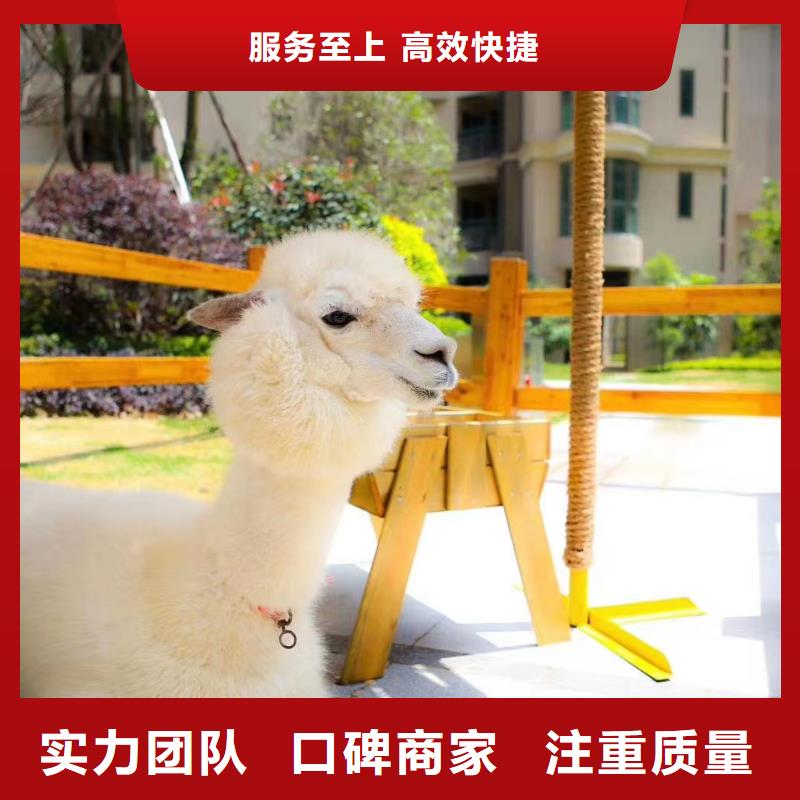 出租表演马戏团联系方式
