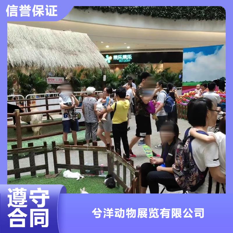 哪里有羊驼租赁的一手资源