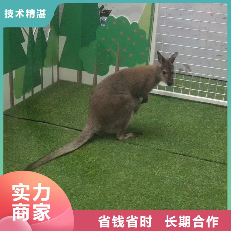 出租表演马戏团联系方式