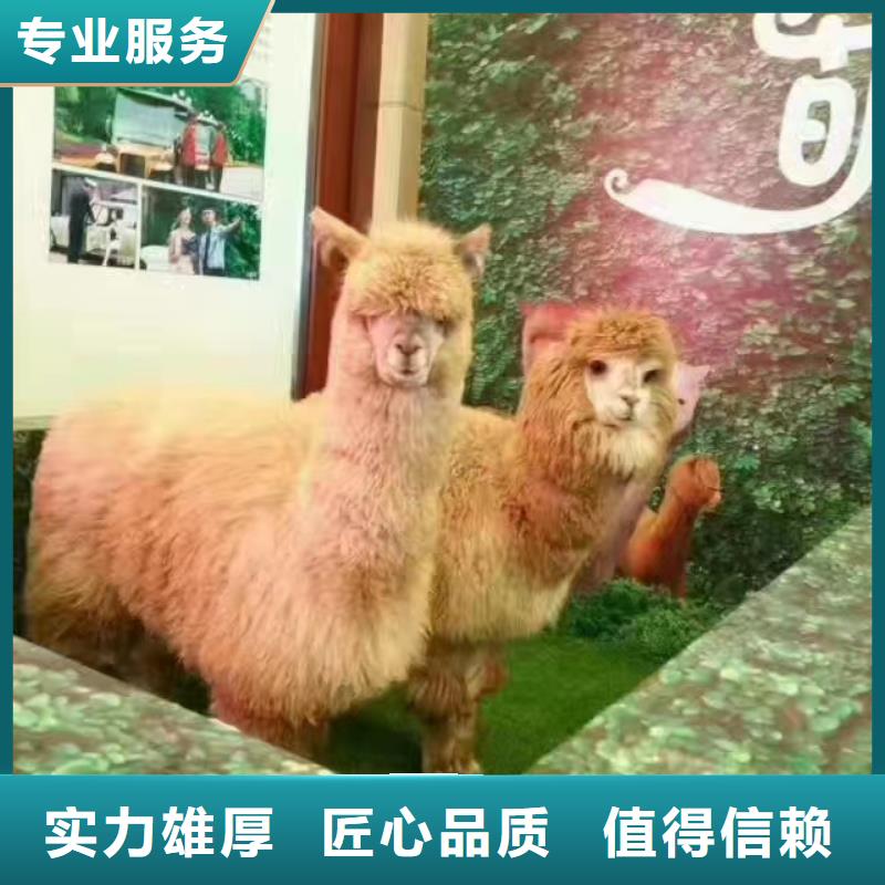 租赁马戏团表演丰富多彩