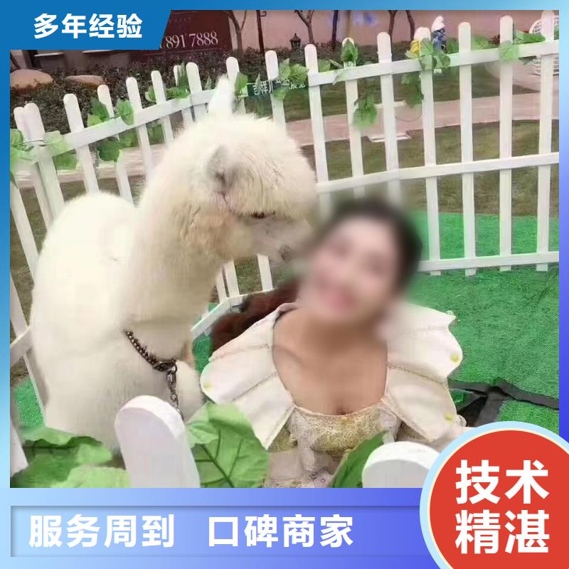 鹦鹉表演出租