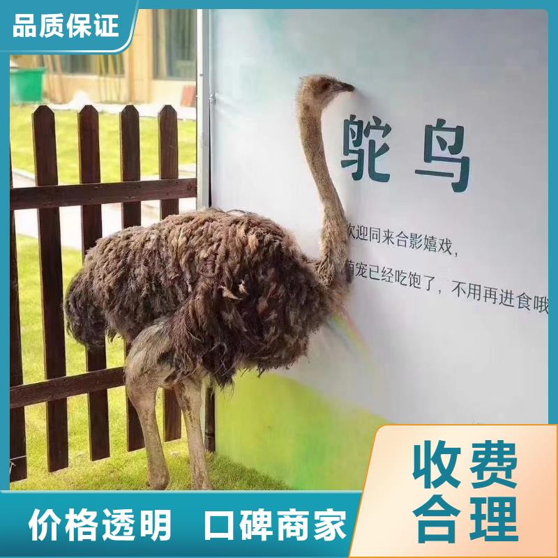马戏团/羊驼马戏团表演实力雄厚