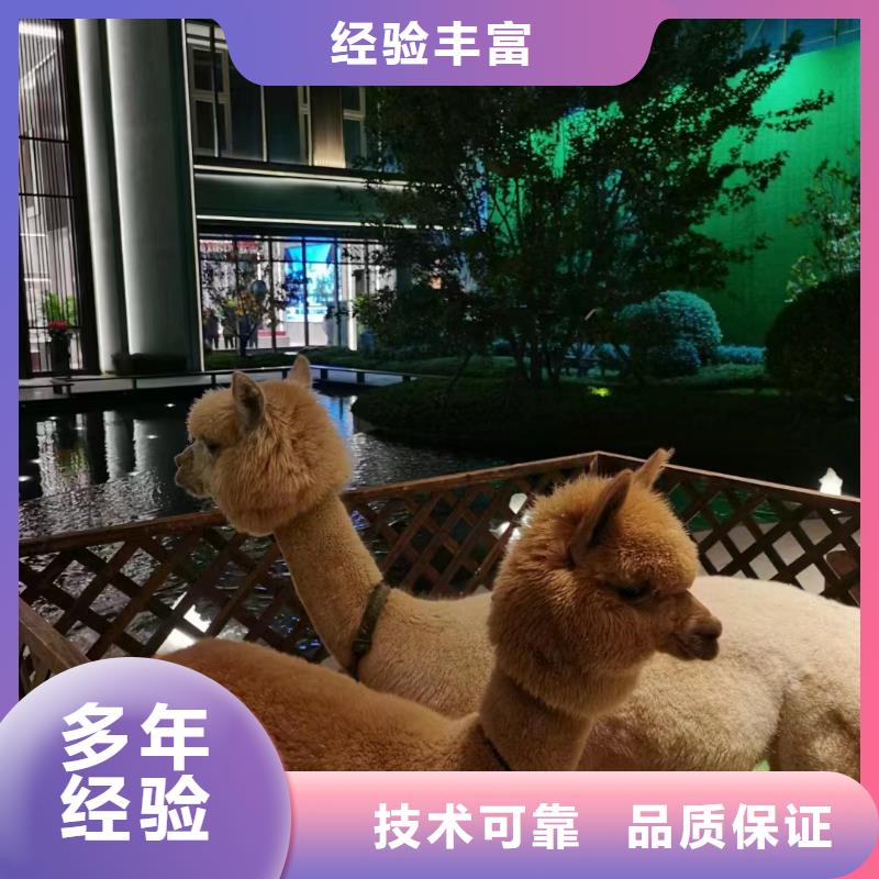 羊驼出租暖场互动