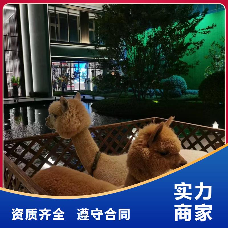 马戏团/羊驼【海狮表演出租】品质好