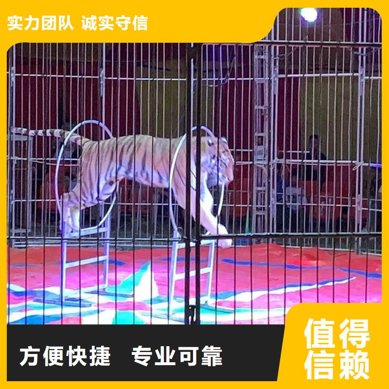 羊驼出租暖场互动