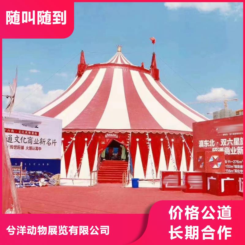 马戏团/羊驼马戏团表演实力雄厚