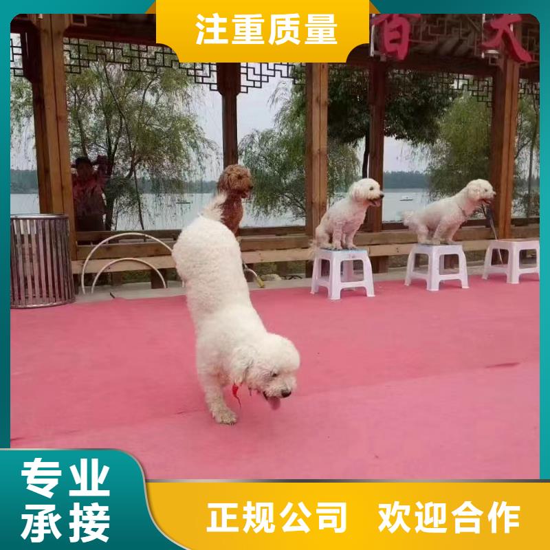租赁马戏团表演丰富多彩
