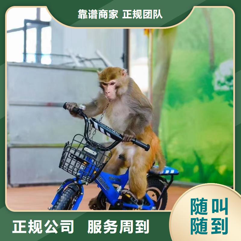 萌宠动物展览正规公司
