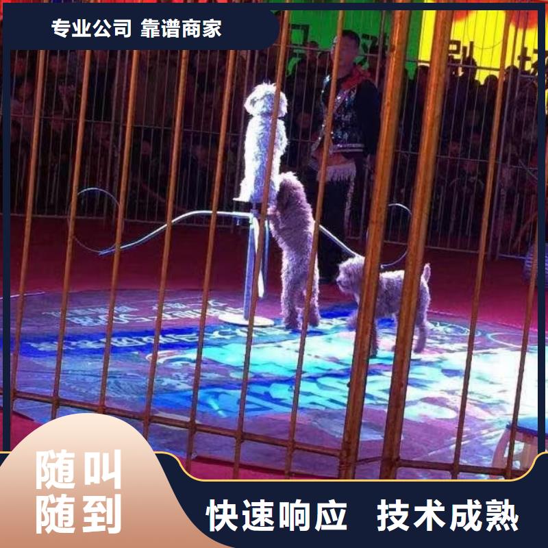萌宠动物展租赁联系方式