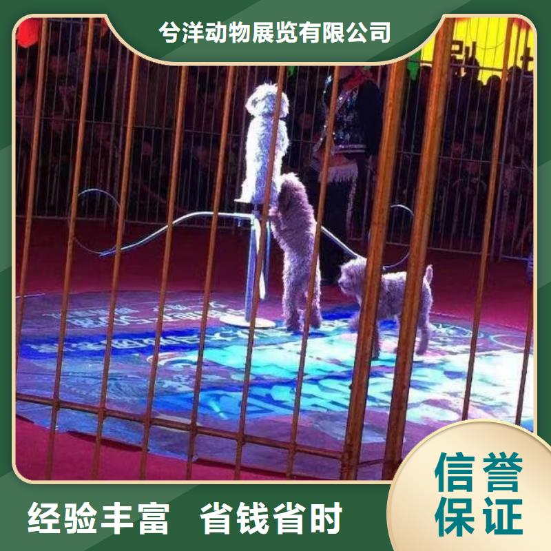 羊驼出租暖场互动