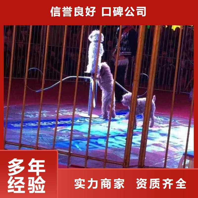 马戏团/羊驼【海狮表演出租】品质好