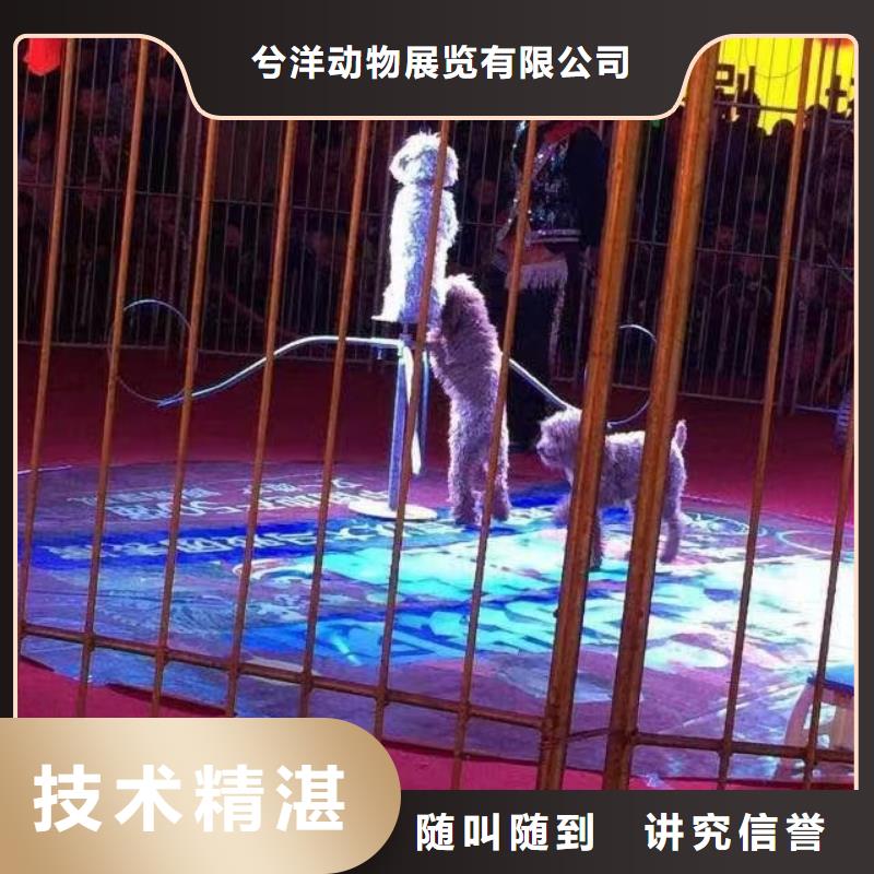 萌宠动物展览正规公司