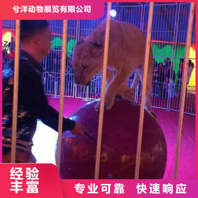 出租表演马戏团联系方式