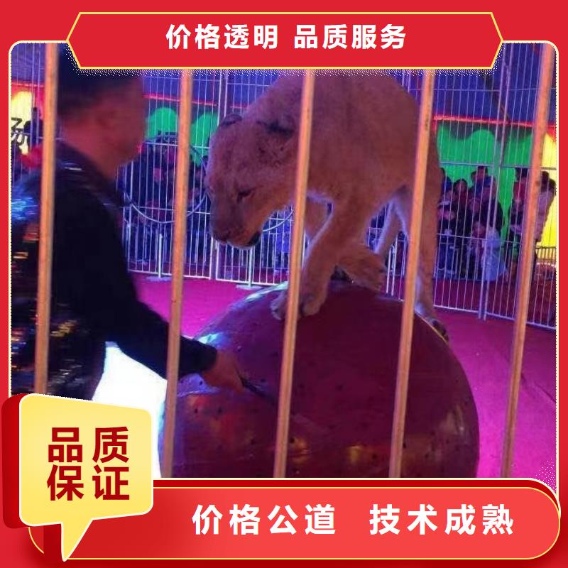 马戏团/羊驼【海狮表演出租】品质好