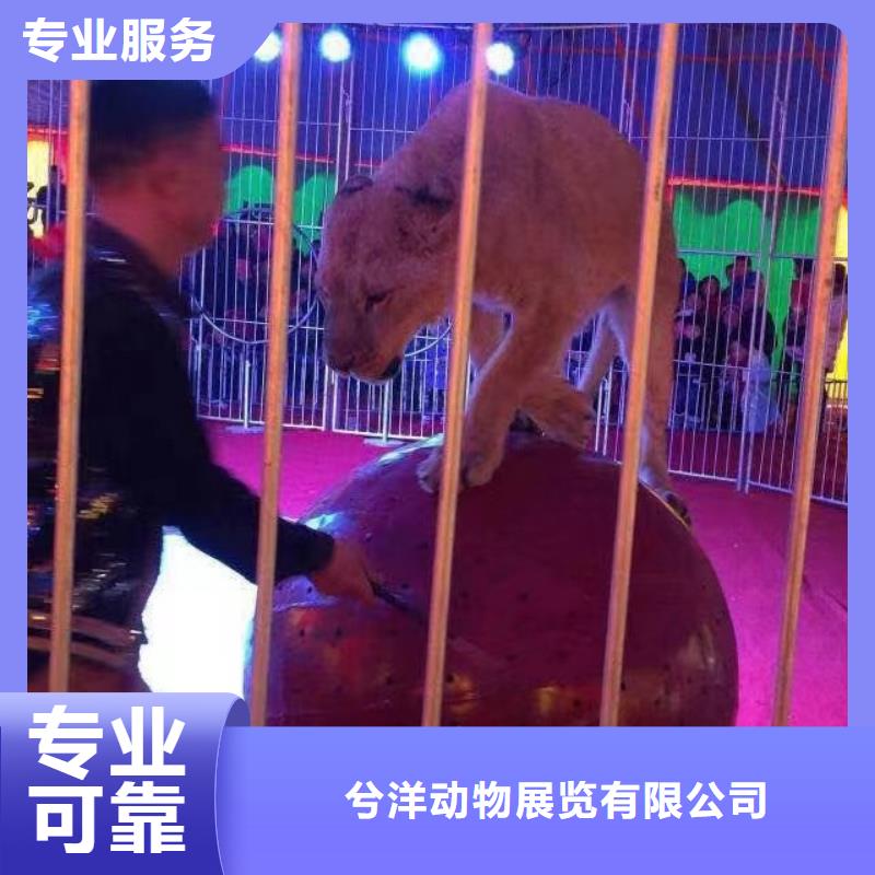 萌宠动物展租赁联系方式