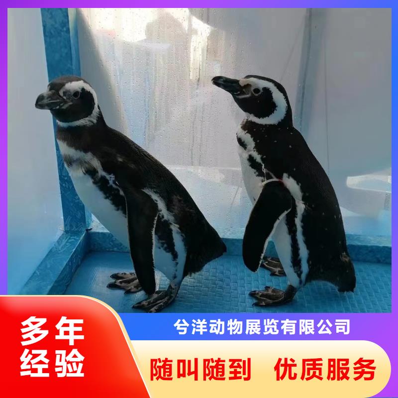 海洋主题动物表演-羊驼出租讲究信誉