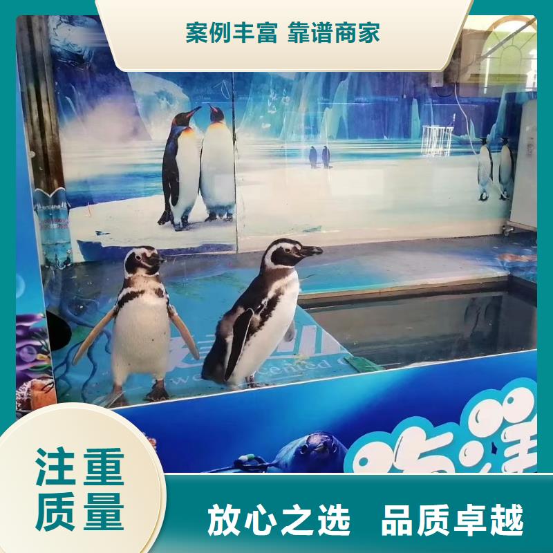 海洋主题动物表演羊驼出租团队